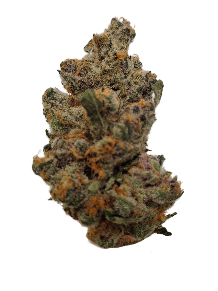 Tom & Berry cannabis flower photographed in the cultivation facility